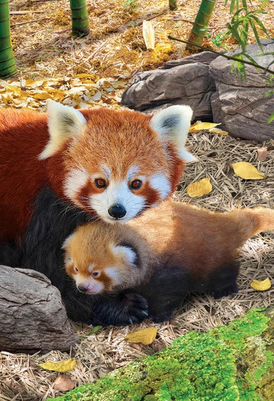 Puzzle Urși Panda roșii