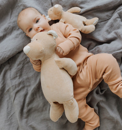 TEDDY mare